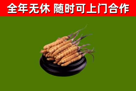 通辽烟酒回收冬虫夏草.jpg
