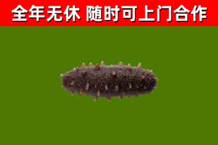 通辽烟酒回收干海参.jpg